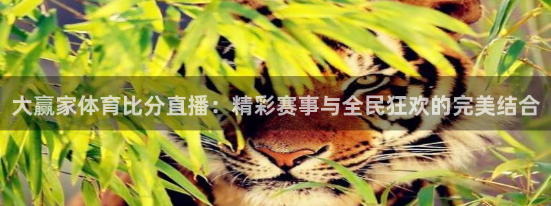 咪咕视频体育直播在线观看：大赢家体育比分直播：精彩赛事与全民狂欢的完美结合
